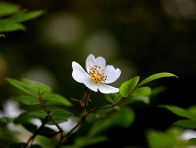 南方花卉冬季最佳肥料选择与和平区大丰收花卉种植施肥技术南方时候种什么花